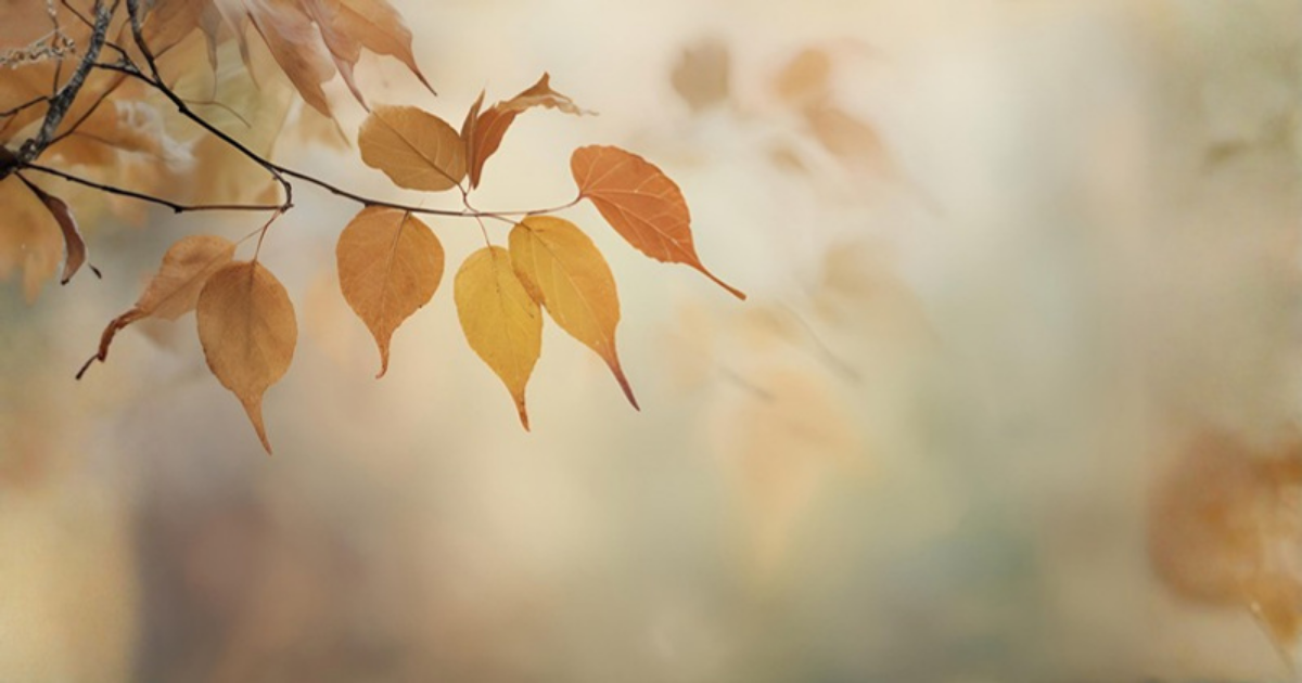 Golden and rust-coloured autumn leaves on a branch against a softly blurred background.